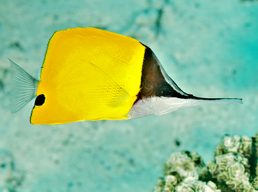 Big Longnose Butterflyfish - Forcipiger longirostris - Wakatobi, Indonesia