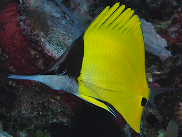 Big Longnose Butterflyfish - Forcipiger longirostris - Great Barrier Reef, Australia