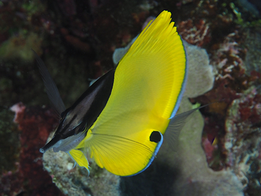 Big Longnose Butterflyfish - Forcipiger longirostris - Great Barrier Reef, Australia