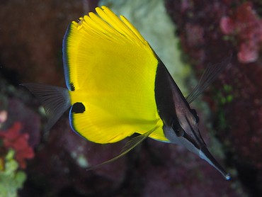 Big Longnose Butterflyfish - Forcipiger longirostris - Great Barrier Reef, Australia