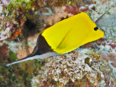 Big Longnose Butterflyfish - Forcipiger longirostris - Great Barrier Reef, Australia