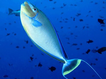 Bignose Unicornfish - Naso vlamingii - Palau