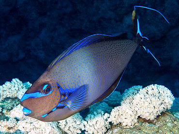 Bignose Unicornfish - Naso vlamingii - Coral Sea, Australia