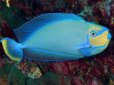 Bignose Unicornfish - Naso vlamingii - Palau