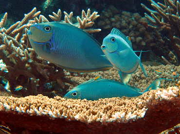 Bignose Unicornfish - Naso vlamingii - Wakatobi, Indonesia