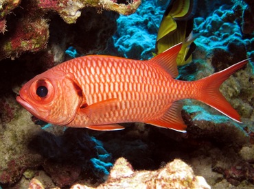 Bigscale Soldierfish - Myripristis berndti - Maui, Hawaii