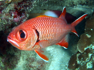 Bigscale Soldierfish - Myripristis berndti - Fiji