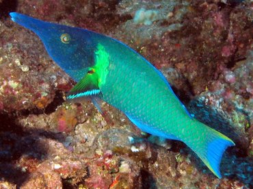 Pacific Bird Wrasse - Gomphosus varius - Lanai, Hawaii