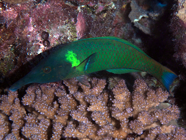 Pacific Bird Wrasse - Gomphosus varius - Great Barrier Reef, Australia