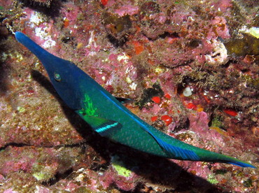 Pacific Bird Wrasse - Gomphosus varius - Lanai, Hawaii