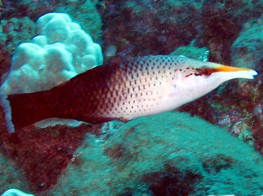 Pacific Bird Wrasse - Gomphosus varius - Lanai, Hawaii