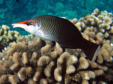 Pacific Bird Wrasse - Gomphosus varius - Maui, Hawaii