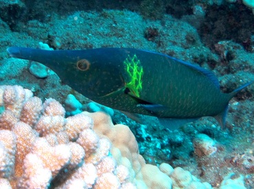 Pacific Bird Wrasse - Gomphosus varius - Lanai, Hawaii