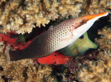 Pacific Bird Wrasse - Gomphosus varius - Fiji