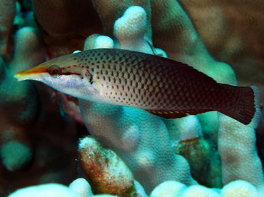 Pacific Bird Wrasse - Gomphosus varius - Big Island, Hawaii