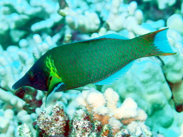 Pacific Bird Wrasse - Gomphosus varius - Big Island, Hawaii