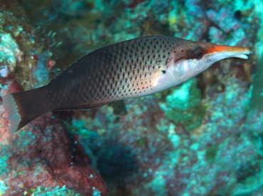 Pacific Bird Wrasse - Gomphosus varius - Palau