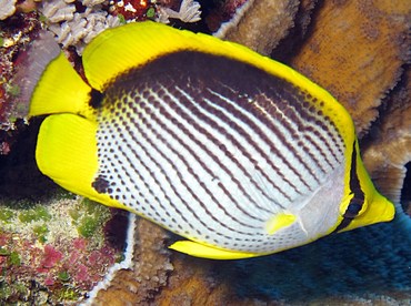 Black-Backed Butterflyfish - Chaetodon melannotus - Yap, Micronesia