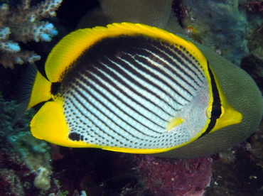 Black-Backed Butterflyfish - Chaetodon melannotus - Palau