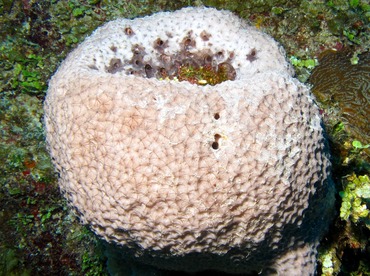 Black-Ball Sponge - Ircinia strobilina - Belize