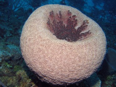 Black-Ball Sponge - Ircinia strobilina - Roatan, Honduras