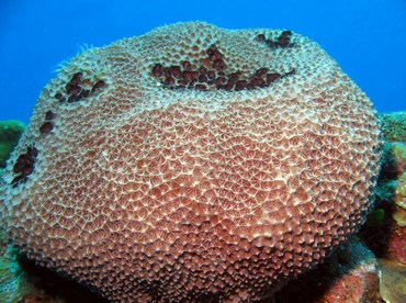 Black-Ball Sponge - Ircinia strobilina - Grand Cayman