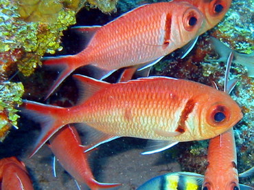 Blackbar Soldierfish - Myripristis jacobus - Bimini, Bahamas