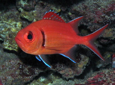 Blackbar Soldierfish - Myripristis jacobus - Grand Cayman