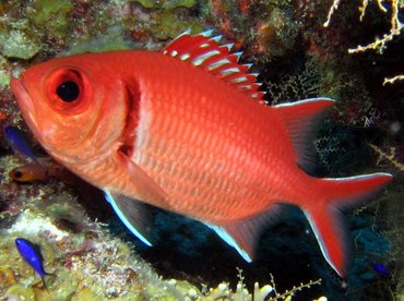 Blackbar Soldierfish - Myripristis jacobus - Turks and Caicos