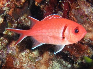Blackbar Soldierfish - Myripristis jacobus - Bonaire