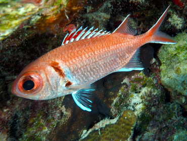 Blackbar Soldierfish - Myripristis jacobus - Bonaire