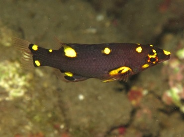 Blackbelt Hogfish - Bodianus mesothorax - Dumaguete, Philippines