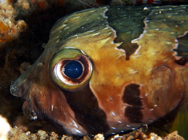 Black-Blotched Porcupinefish - Diodon liturosus - Fiji