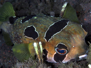 Black-Blotched Porcupinefish - Diodon liturosus - Bali, Indonesia