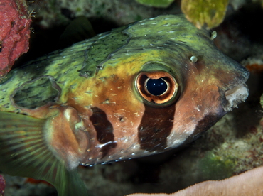 Black-Blotched Porcupinefish - Diodon liturosus - Palau