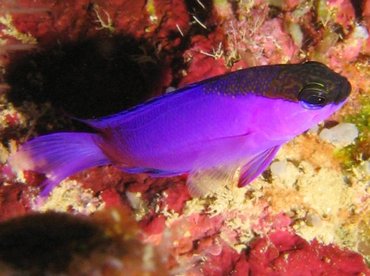 Blackcap Basslet - Gramma melacara - Roatan, Honduras