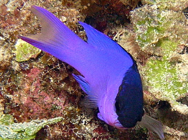 Blackcap Basslet - Gramma melacara - Nassau, Bahamas