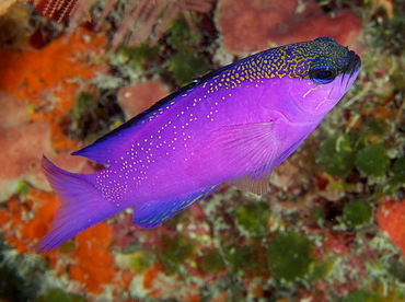 Blackcap Basslet - Gramma melacara - Cozumel, Mexico