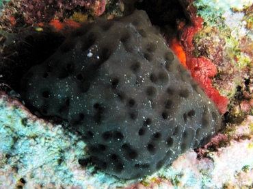 Black Condominium Tunicate - Eudistoma obscuratum - St Thomas, USVI