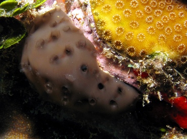 Black Condominium Tunicate - Eudistoma obscuratum - St Thomas, USVI