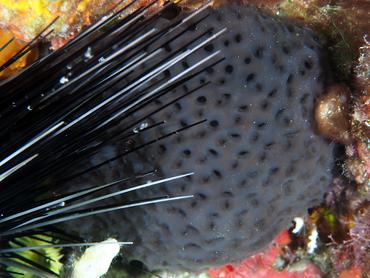 Black Condominium Tunicate - Eudistoma obscuratum - British Virgin Islands