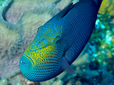 Black Durgon - Melichthys niger - Cozumel, Mexico