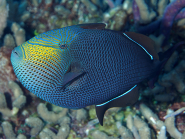 Black Durgon - Melichthys niger - Cozumel, Mexico