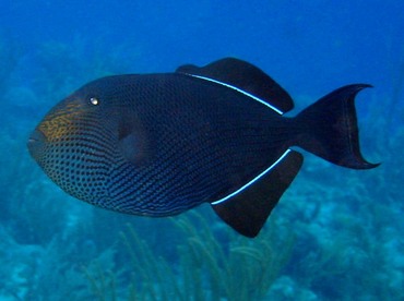 Black Durgon - Melichthys niger - Little Cayman