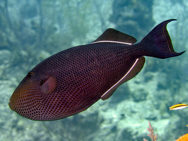 Black Durgon - Melichthys niger - Turks and Caicos