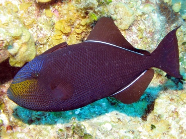Black Durgon - Melichthys niger - Grand Cayman