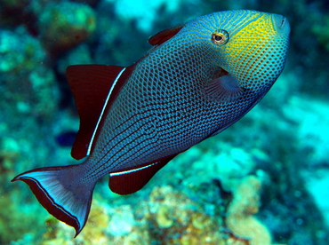 Black Durgon - Melichthys niger - Grand Cayman