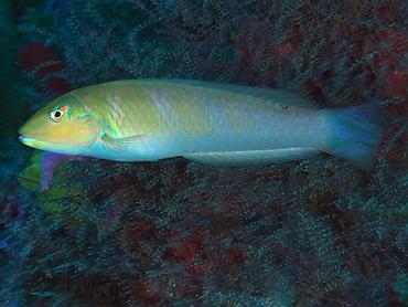 Blackear Wrasse - Halichoeres poeyi - Palm Beach, Florida