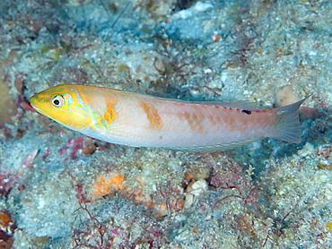 Blackear Wrasse - Halichoeres poeyi - Palm Beach, Florida