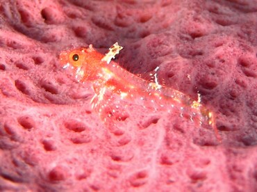 Blackedge Triplefin - Enneanectes atrorus - Grand Cayman